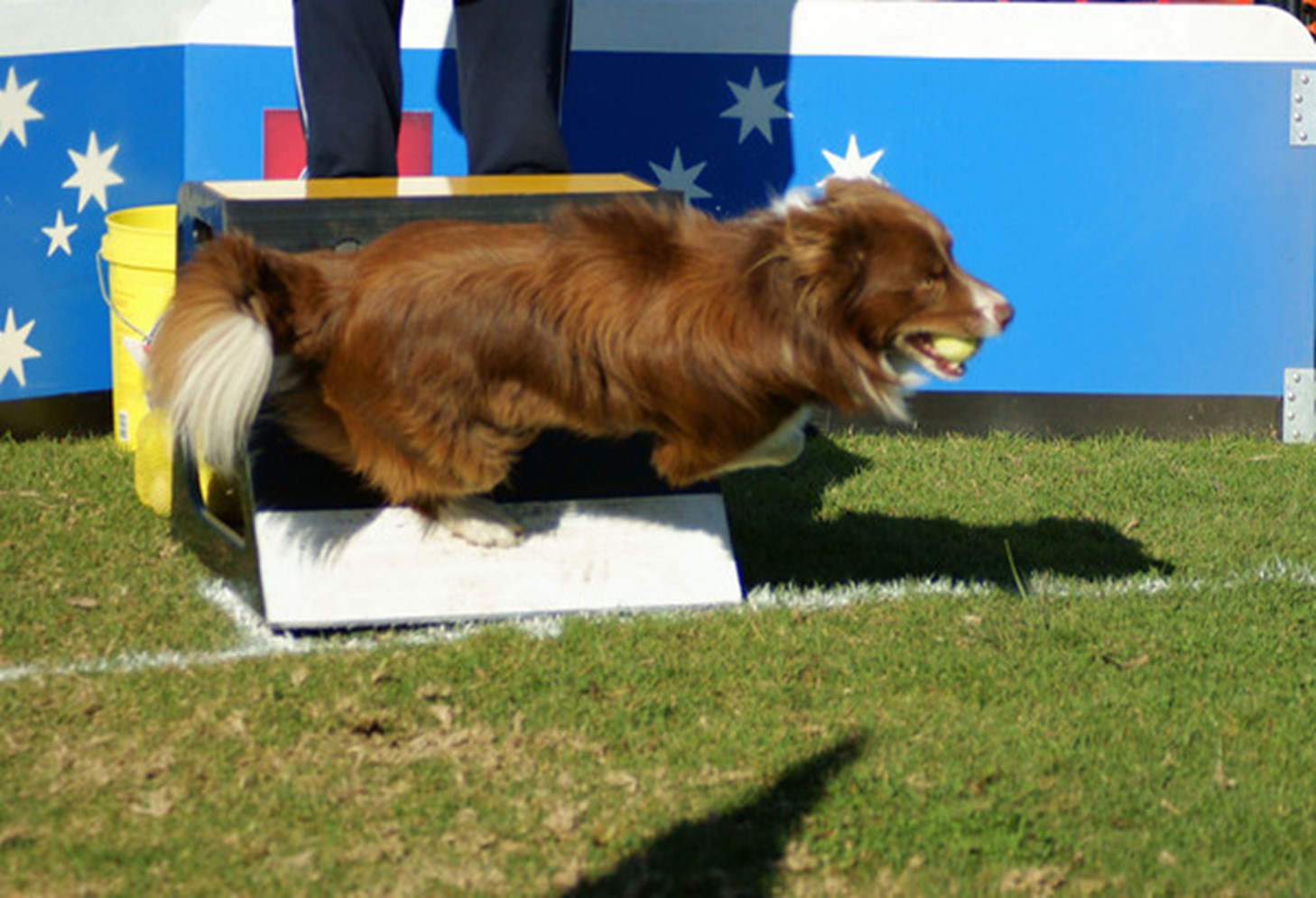 History of Flyball