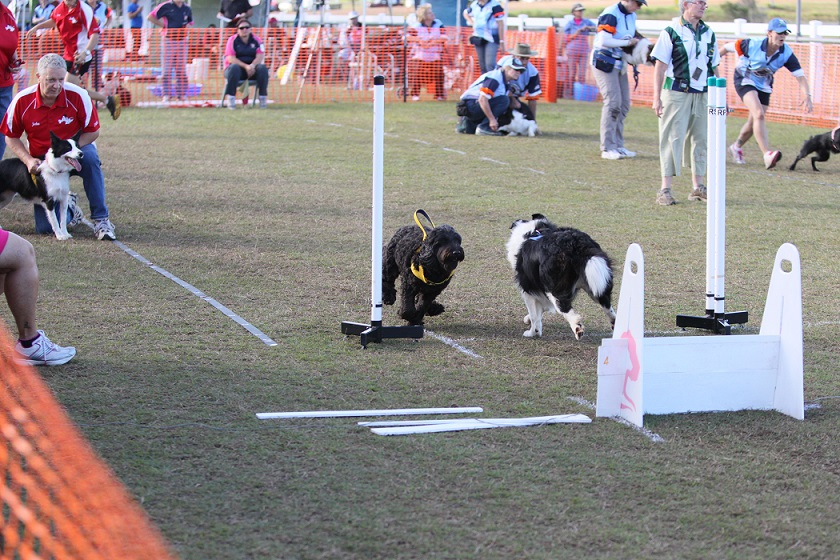 What is Flyball?