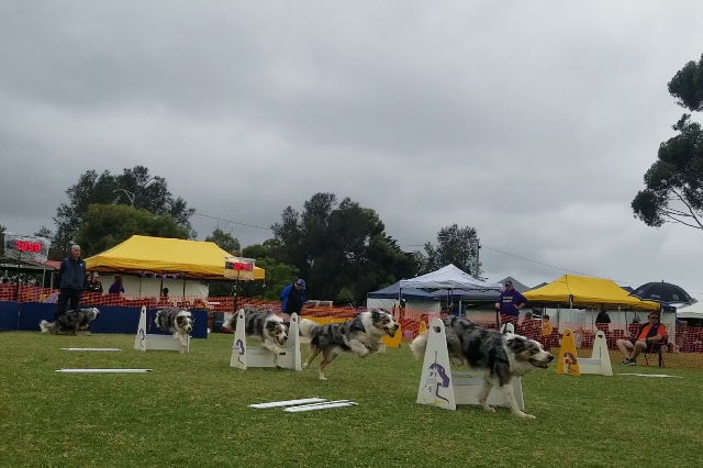 Sammi - Ballarat Dog Obedience Club