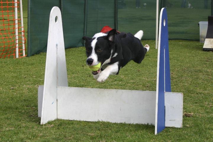 Best clearance flyball box